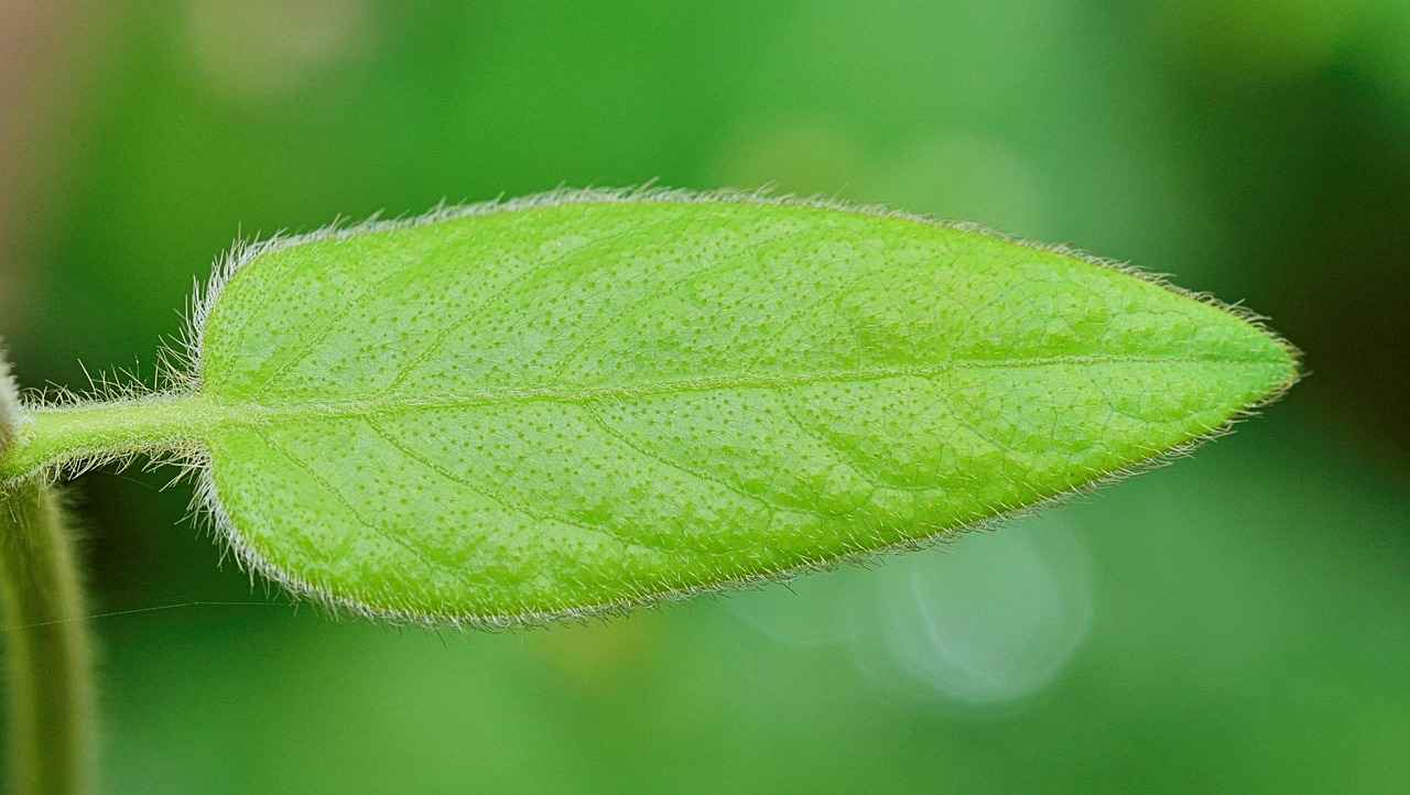 Die Rolle von Zeugen in rechtlichen Transaktionen
