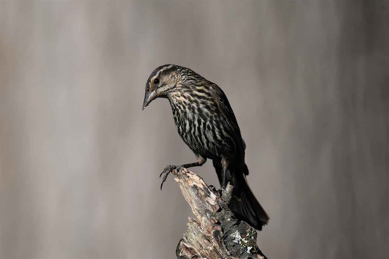 Welche Rechte habe ich als Verbraucher?