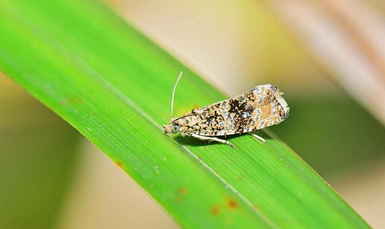 Die Rolle von Zeugen in Rechtsgeschäften