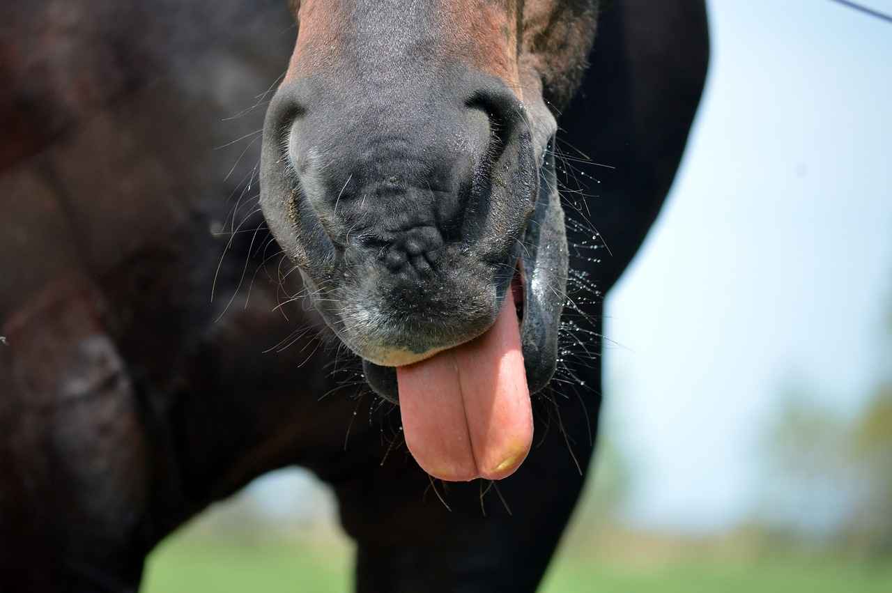 Rechtliche Grundlagen der Beleidigung