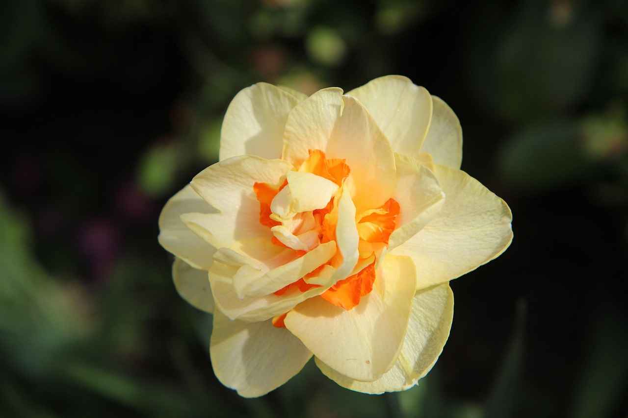 Wie kann ich eine doppelte Staatsbürgerschaft erhalten? 1 Was ist doppelte Staatsbürgerschaft?