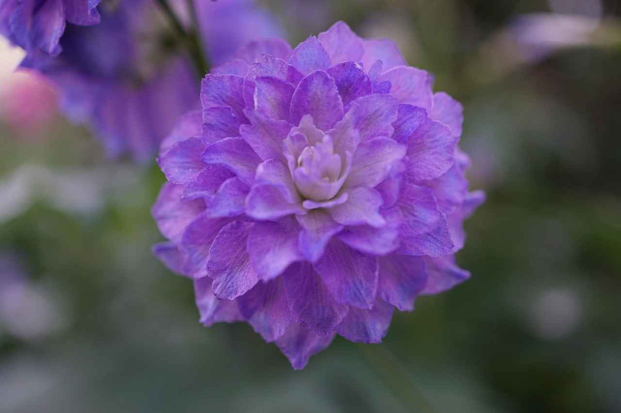 Wie beantragt man die doppelte Staatsbürgerschaft?