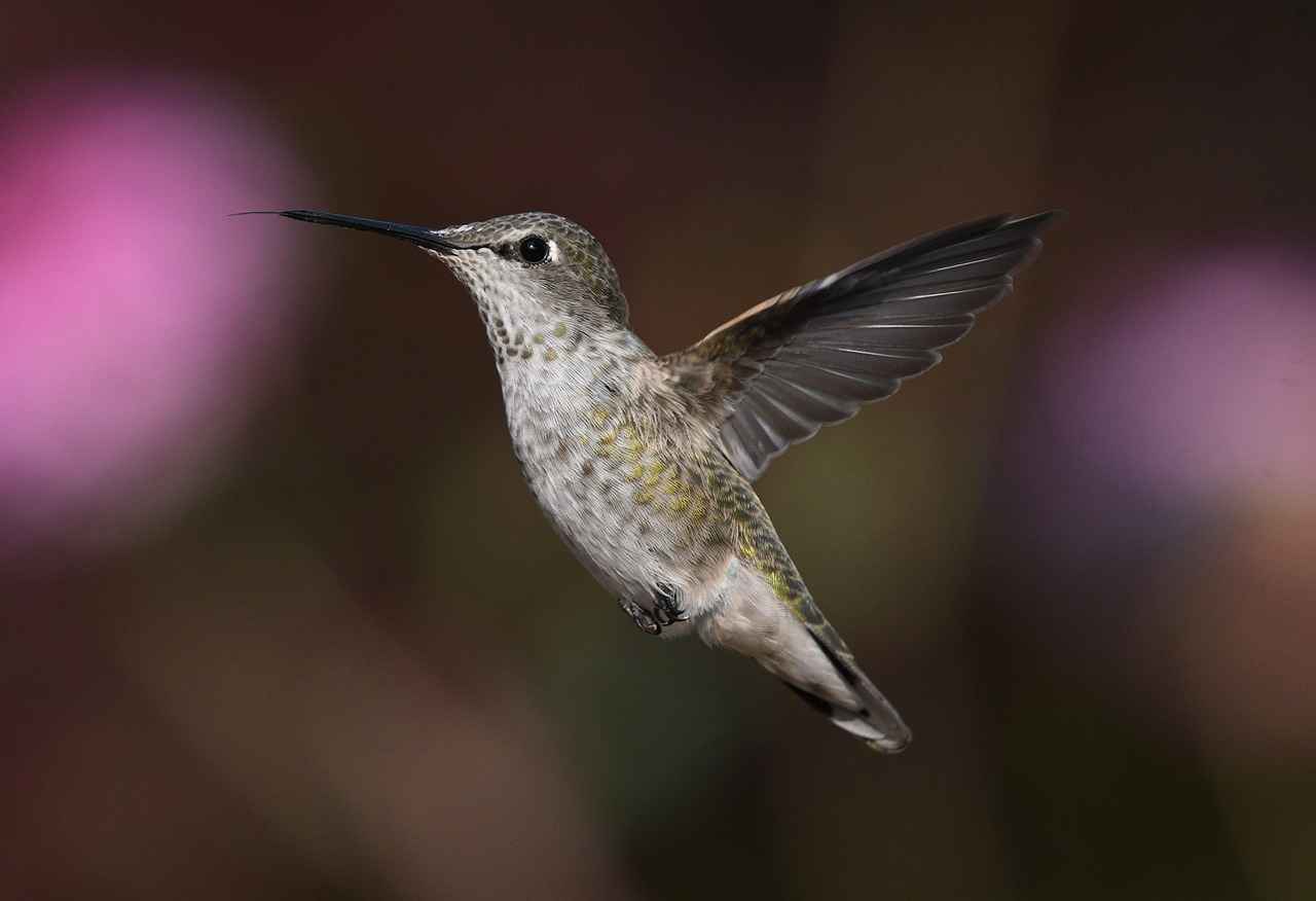 Schritte zur Anfechtung von Fehlern