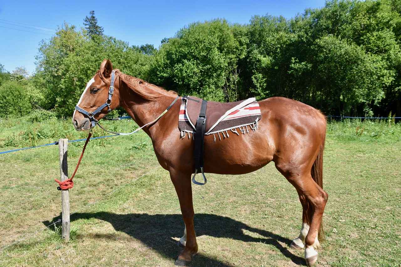 Wie kann ich mich rechtlich absichern, wenn ich Geld gegen Schuldschein verleihe? 2 Was ist ein Schuldschein?