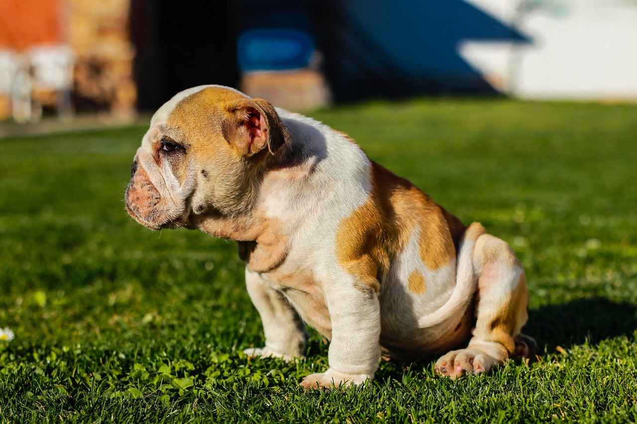 Wie wird ein Mahnantrag gestellt?