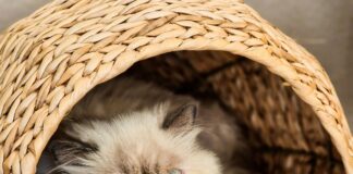 Finanzamt Frankfurt: Entdecken Sie Geheimnisse Für Ihre Steuern