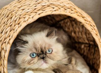 Finanzamt Frankfurt: Entdecken Sie Geheimnisse Für Ihre Steuern