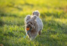 Scheiden: Entdecken Sie Die Geheimnisse Für Ein Besseres Leben