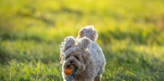 Scheiden: Entdecken Sie Die Geheimnisse Für Ein Besseres Leben