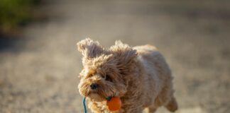 Weihnachtsfeier: Die Geheimnisse Für Eine Unvergessliche Feier