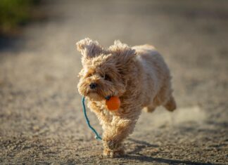 Weihnachtsfeier: Die Geheimnisse Für Eine Unvergessliche Feier