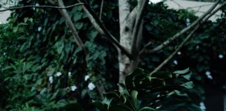 Scheidung Ablauf: Entdecken Sie Den Komplexen Prozess Hinter Der Trennung