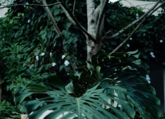 Scheidung Ablauf: Entdecken Sie Den Komplexen Prozess Hinter Der Trennung