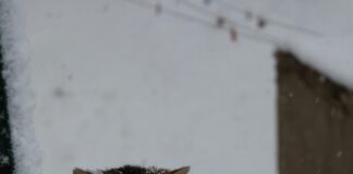 Betriebsrat Gründen: Tipps Für Eine Erfolgreiche Gründung