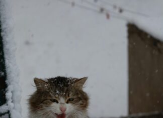 Betriebsrat Gründen: Tipps Für Eine Erfolgreiche Gründung