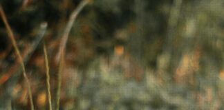 Auflösungsvertrag: Was Sie Wissen Müssen Für Eine Erfolgreiche Trennung