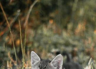 Auflösungsvertrag: Was Sie Wissen Müssen Für Eine Erfolgreiche Trennung