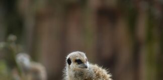 Minijob Kündigen: Tipps Für Eine Stressfreie Kündigung