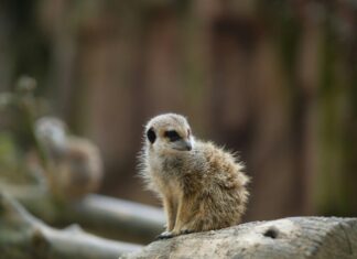 Minijob Kündigen: Tipps Für Eine Stressfreie Kündigung